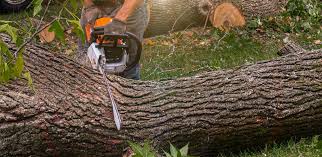 How Our Tree Care Process Works  in  Highland Village, TX