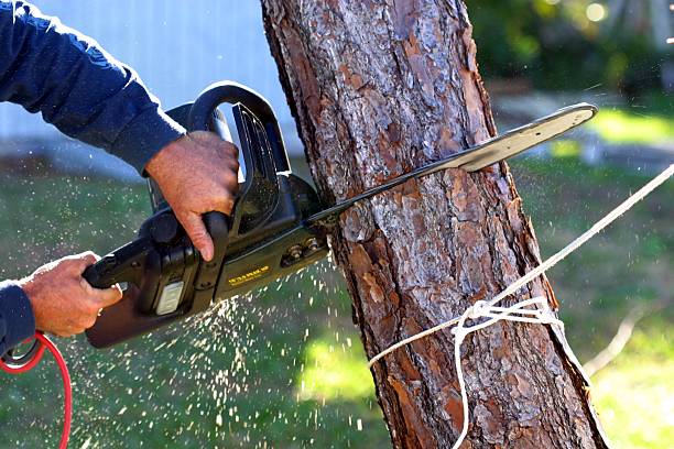 Trusted Highland Village, TX Tree Care Experts